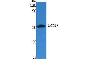 Western Blot (WB) analysis of specific cells using Cdc37 Polyclonal Antibody. (CDC37 Antikörper  (Internal Region))
