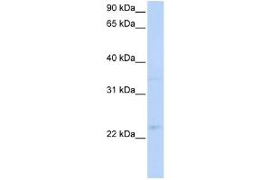 WB Suggested Anti-TNFRSF18 Antibody   Titration: 1 ug/ml   Positive Control: Hela Whole Cell