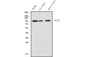 Western blot analysis of MCM5 using anti-MCM5 antibody (ABIN7600582). (MCM5 Antikörper  (AA 206-723))