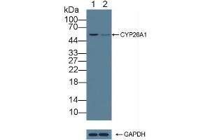Western Blotting (WB) image for anti-Cytochrome P450, Family 26, Subfamily A, Polypeptide 1 (CYP26A1) (AA 73-255) antibody (ABIN7435541)
