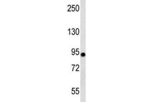 Western blot testing of human 293 cell lysate with Aconitase 2 antibody at 1:1000. (ACO2 Antikörper  (AA 438-467))