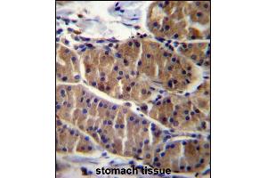 LRS Antibody (N-term) (ABIN656897 and ABIN2846096) immunohistochemistry analysis in formalin fixed and paraffin embedded human stomach tissue followed by peroxidase conjugation of the secondary antibody and DAB staining.