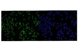 IF analysis of PRMT3 using anti-PRMT3 antibody (ABIN7599822).