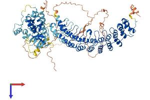 RIPK4 Protein (AA 1-832) (His tag)