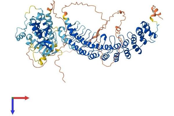 RIPK4 Protein (AA 1-832) (His tag)