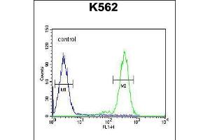 Flow cytometric analysis of K562 cells (right histogram) compared to a negative control cell (left histogram). (RTP4 Antikörper  (C-Term))