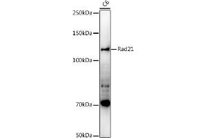 Western blot analysis of extracts of C6 cells, using Rad21 antibody (ABIN7269822) at 1:1000 dilution. (RAD21 Antikörper)