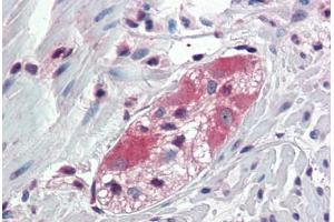 Anti-TXLNB antibody  ABIN1049449 IHC staining of human colon, ganglion cells. (Taxilin beta Antikörper  (Internal Region))