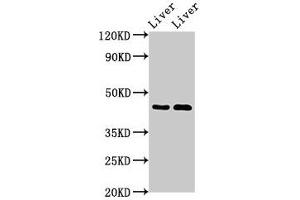 SERPINA5 Antikörper  (AA 157-367)