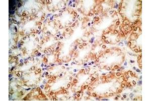 Human stomach tissue was stained by Rabbit Anti-Xenin 25 (Human) Antibody (Xenin 25 Antikörper)