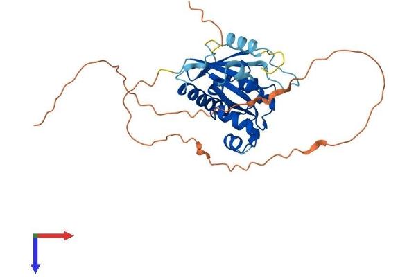 GIMAP6 Protein (AA 1-305) (His tag)