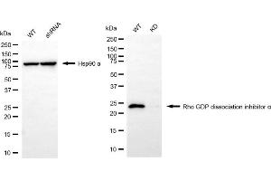 Western blotting analysis using Rho GDP dissociation inhibitor alpha antibody (ABIN7800194).