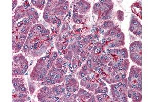 Anti-PAFAH1B1 / LIS1 antibody IHC of human pancreas. (PAFAH1B1 Antikörper  (AA 397-410))