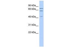 Image no. 1 for anti-E74 like ETS transcription factor 4 (Elf4) (AA 179-228) antibody (ABIN6742226) (Elf4 Antikörper  (AA 179-228))