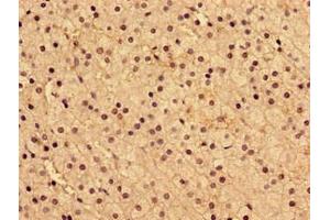 Immunohistochemistry of paraffin-embedded human adrenal gland tissue using ABIN7143605 at dilution of 1:100 (AIP Antikörper  (AA 105-294))