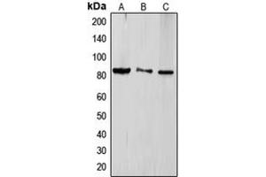 Western blot analysis of TLE4 expression in HeLa (A), Jurkat (B), HEK293T (C) whole cell lysates.