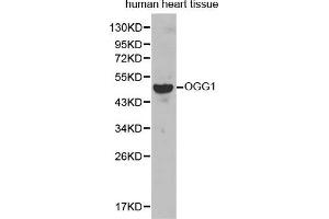 Western Blotting (WB) image for anti-8-Oxoguanine DNA Glycosylase (OGG1) (AA 1-345) antibody (ABIN3021937) (OGG1 Antikörper  (AA 1-345))