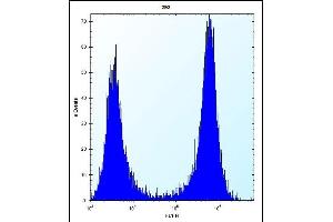 CTSK Antibody (Center ) (ABIN656812 and ABIN2846026) flow cytometric analysis of 293 cells (right histogram) compared to a negative control cell (left histogram). (Cathepsin K Antikörper  (AA 97-126))