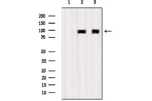 Western blot analysis of extracts from various samples, using TNFAIP3  Antibody. (TNFAIP3 Antikörper  (Internal Region))