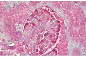 Anti-NOL3 antibody IHC staining of human kidney, glomeruli. (NOL3 Antikörper  (AA 159-208))
