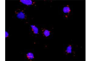 Proximity Ligation Analysis of protein-protein interactions between IL1A and IL1R2. (IL1A Antikörper  (AA 1-271))