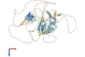 CNKSR2 Protein (AA 1-1034) (His tag)