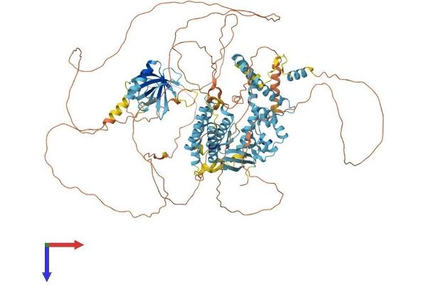 CNKSR2 Protein (AA 1-1034) (His tag)