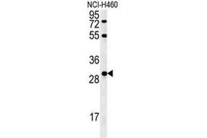 FGF2 Antibody (Center) western blot analysis in NCI-H460cell line lysates (35µg/lane).