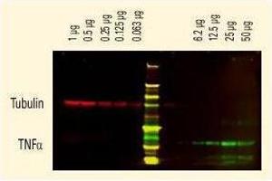 Western Blotting (WB) image for Goat anti-Rat IgG (Heavy & Light Chain) antibody - Preadsorbed (ABIN102136) (Ziege anti-Ratte IgG (Heavy & Light Chain) Antikörper - Preadsorbed)