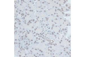 Immunohistochemistry of paraffin-embedded rat pancreas using ZNF703 antibody (ABIN7271524) at dilution of 1:100 (40x lens). (ZNF703 Antikörper  (AA 160-290))