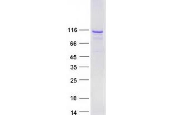 BEND3 Protein (Myc-DYKDDDDK Tag)