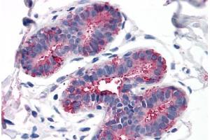 Anti-GPRC5A / RAI3 antibody  ABIN1048906 IHC staining of human breast.