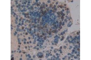 IHC-P analysis of Mouse Tissue, with DAB staining. (STAP1 Antikörper  (AA 1-297))