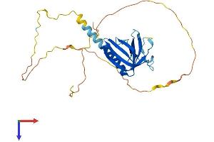 NECAP1 Protein (AA 1-275) (His tag)