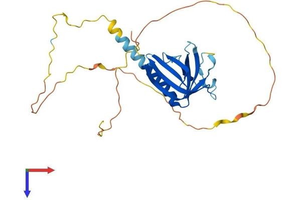 NECAP1 Protein (AA 1-275) (His tag)