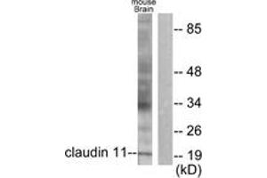 Western blot analysis of extracts from mouse brain cells, using Claudin 11 Antibody. (Claudin 11 Antikörper  (AA 158-207))
