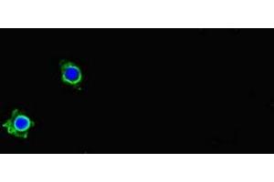 Immunofluorescent analysis of Hela cells using ABIN7162730 at dilution of 1:100 and Alexa Fluor 488-congugated AffiniPure Goat Anti-Rabbit IgG(H+L) (PDLIM5 Antikörper  (AA 268-404))
