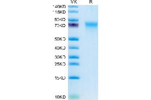 Human CD55 on Tris-Bis PAGE under reduced condition. (CD55 Protein (AA 35-353) (His tag))