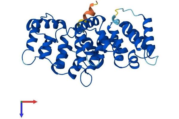 Annexin VIII Protein (AA 1-327) (His tag)