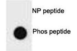 Dot blot analysis of p-PTEN antibody. (PTEN Antikörper  (pSer385))