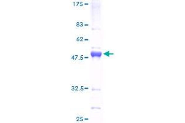 ATF3 Protein (AA 1-181) (GST tag)