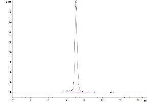 Size-exclusion chromatography-High Pressure Liquid Chromatography (SEC-HPLC) image for Resistin (RETN) (AA 21-114) protein (Fc Tag) (ABIN7275511)