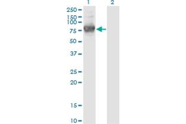 KLHL1 antibody  (AA 61-160)