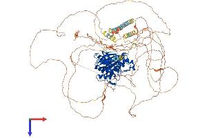 BMP2K Protein (AA 1-1138) (His tag)