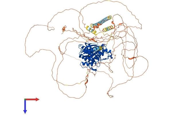 BMP2K Protein (AA 1-1138) (His tag)