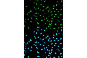 Immunofluorescence analysis of HeLa cells using NCF2 antibody (ABIN5970524). (NCF2 Antikörper)