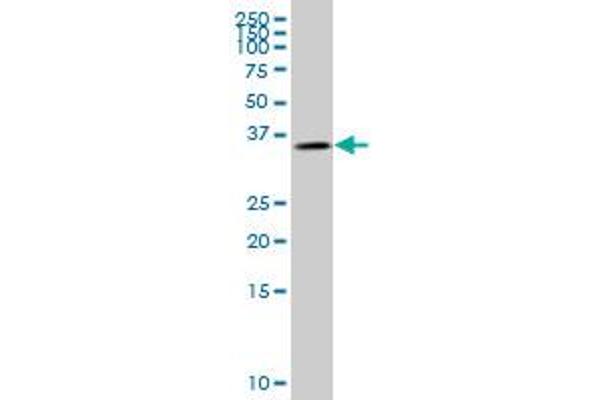 Glycogenin 1 Antikörper  (AA 1-73)