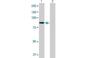 Western Blot analysis of PFKL expression in transfected 293T cell line by PFKL MaxPab polyclonal antibody. (PFKL Antikörper  (AA 1-827))