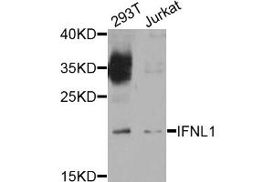 Western blot analysis of extracts of various cell lines, using IFNL1 antibody. (IL29 Antikörper)