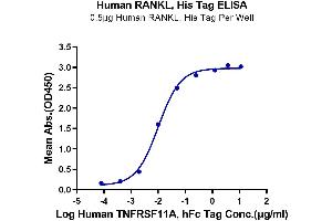 Immobilized Human RANKL, His Tag at 5 μg/mL (100 μL/well) on the plate. (RANKL Protein (AA 63-244) (His-DYKDDDDK Tag))
